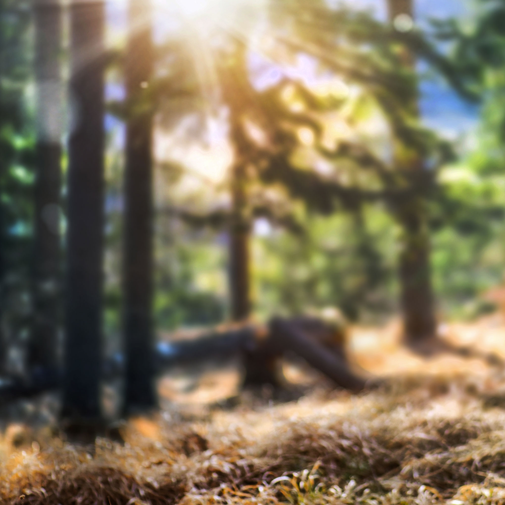 Benzínová řetězová pila Fieldmann FZP 45016-B s EASY START systémem pro snadné a rychlé spuštění.